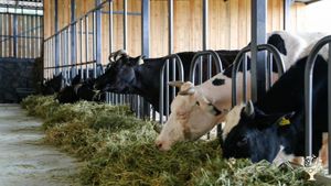 Ekolojik tarım ve hayvancılık yapan peynir üreticisi