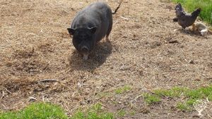 Cozy organic farm in the forests of Småland