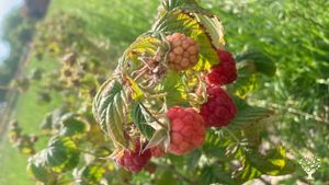 The first raspberries in Summer 2025 (those were planted in very early spring)