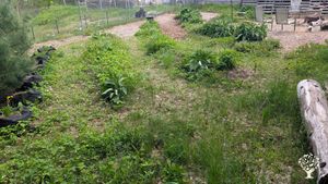 Homestead specializing in mostly perennial and medicinal herbs, no-till, organic and regenerative.