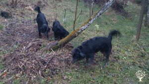 3 black dogs