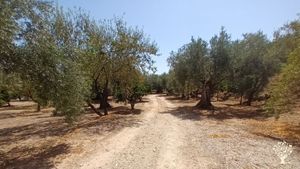Small finca in Granada province of mostly olive and orange trees. Aiming to become fully organic!