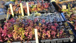 Paysannerie gourmande et engagée : maraichage, céréales transformées en farine, pain, pâtes, arbres