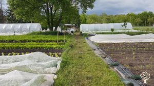Gemüsegärtnerei, Solidarische Landwirtschaft, Market Garden Betrieb