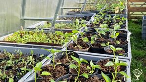 Self-sufficiency amidst Swedish nature with Valais Blacknose sheep and chickens