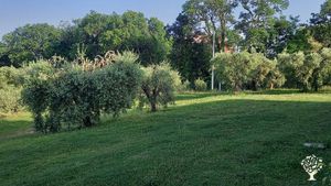 Realtà agricola locale della media valle del fiume Tenna. Gestiamo con amore un uliveto familiare.
