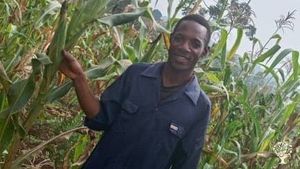 Bimbasa in his farm maize garden ready for harvesting 