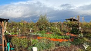 The garden in fall '22