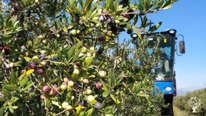 Regenerative farm with olive trees, vineyard, almond trees and some livestock