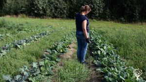 Farm with organic cultivation in permanent beds