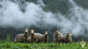 Leine Merino is one of the few Merino sheep farms in Europe.