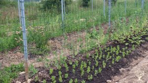 Ferme apiflorale - apiculture et floriculture