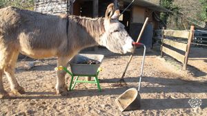 Family home and garden - rural, Eco Lodge/Wilderness Adventures, Eco Retreat, Horse Ranch, Livest…