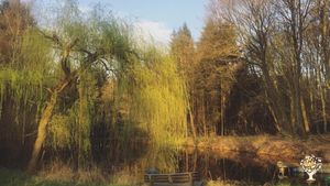 Forest and Lake, Intentional Community, Eco Lodge/Wilderness Adventures, Eco Retreat