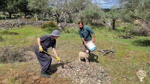 Quinta with organic olive grove where rustic charm meets modern comfort