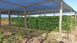Ferme biologique certifiée à Macouria en Guyane