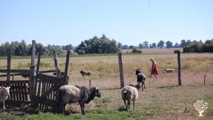 Permakultur-Selbstversorgerhof mit Tieren, Heuherberge und Garagengalerie