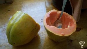 Papaya