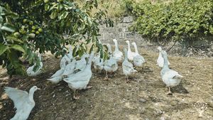 Vielfältiger Bioland-Bauernhof im Naturpark Frankenhöhe | Restaurant | Gemüse, Ackerbau, Tiere...