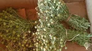 Tibbi ve yenebilir yabani otlar yetiştirme/Toplama/Kurutma