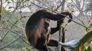 12 year established tropical homestead