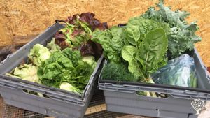 Three Generations of Farming and No-Dig Vegetables