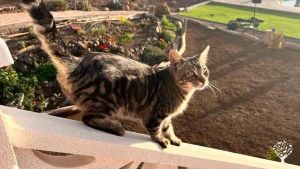 Family home and garden - rural, Family farm