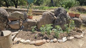 The kids vegetable garden, with behind raised garden beds