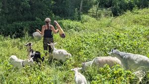 Going on a foraging walk with the goats