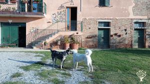 Il podere è situato in provincia di Siena. Biologico da sempre coltiva viti ed olivi .