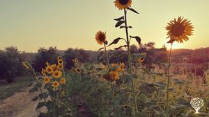 Sun Flower! 