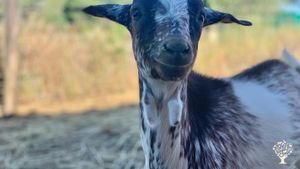 Santuario de Animales La Candela - La Candela Animal Sanctuary