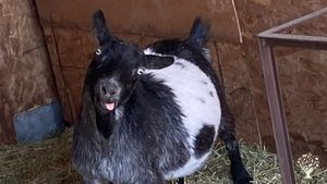 Small, Christ loving,  farm with small animals small children and big dreams!