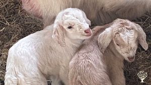 New born Kiko Goats