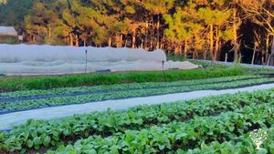 Living soil farming