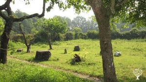 Steinkreis, Lebensrad