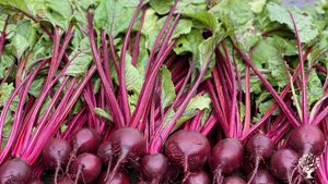 Family garden in beautiful Humboldt County, California