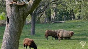 Family home and garden - rural, Market Garden, Orchard, Community farm