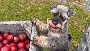 We grow 10 hectares of organic fruit and produce juice and cider from the harvest