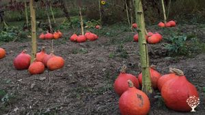 Family home and garden - rural, Market Garden, Orchard, Community farm
