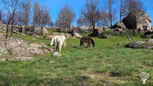 Family farm with goats, sheep and horses for land maintenance, and a vegetable garden