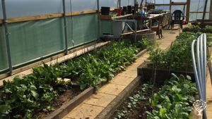 Family home with organic vegetable garden, polly tunnel and orchard. Chickens and 3  Jack Russelsss