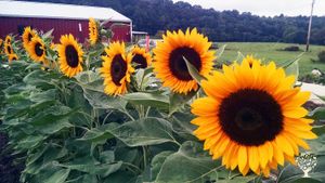 Mission: Train new farmers & feed our community. Organic & regenerative methods. Internships also!