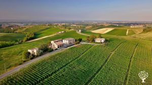 Vigneti della nostra azienda agricola