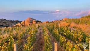A young vineyard in Tinos’ unique rocky landscape practicing organic & biodynamic principles