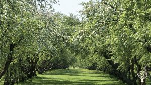 Authentic orchard on Texel island