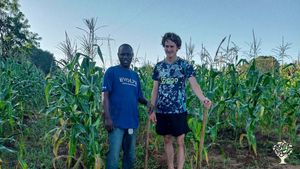 Together with a visitor doing organic farm in a maize farm. 
