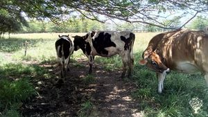 Family home and garden - rural