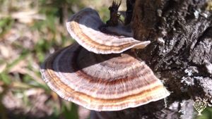 Family home and garden - rural, Hobby Farm, Eco Lodge/Wilderness Adventures, Eco Retreat, Vineyard