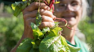 A No-Till Grow-to-Donate farm w/Vegetables & Flowers